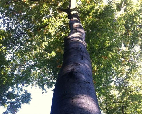 Bäume spenden Schatten und Atmosphäre